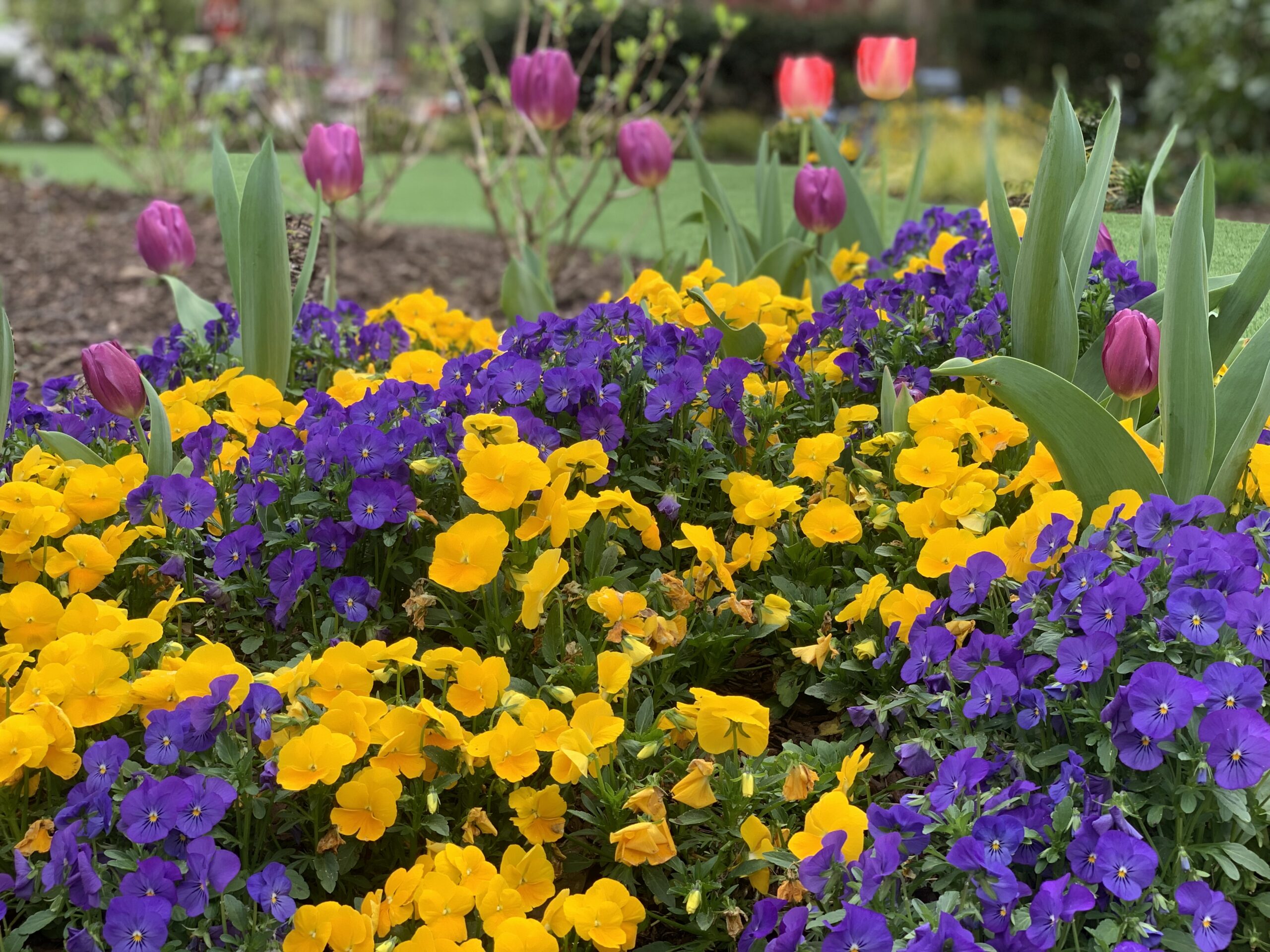 Spring Landscape Design