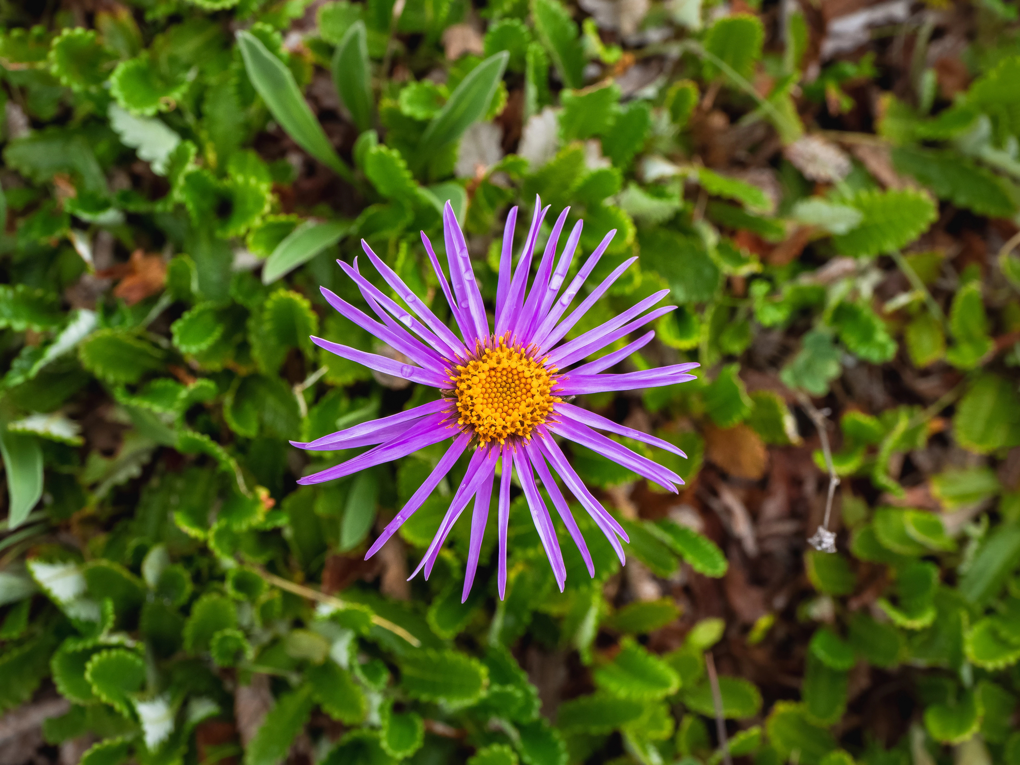 low maintenance landscaping with native plants