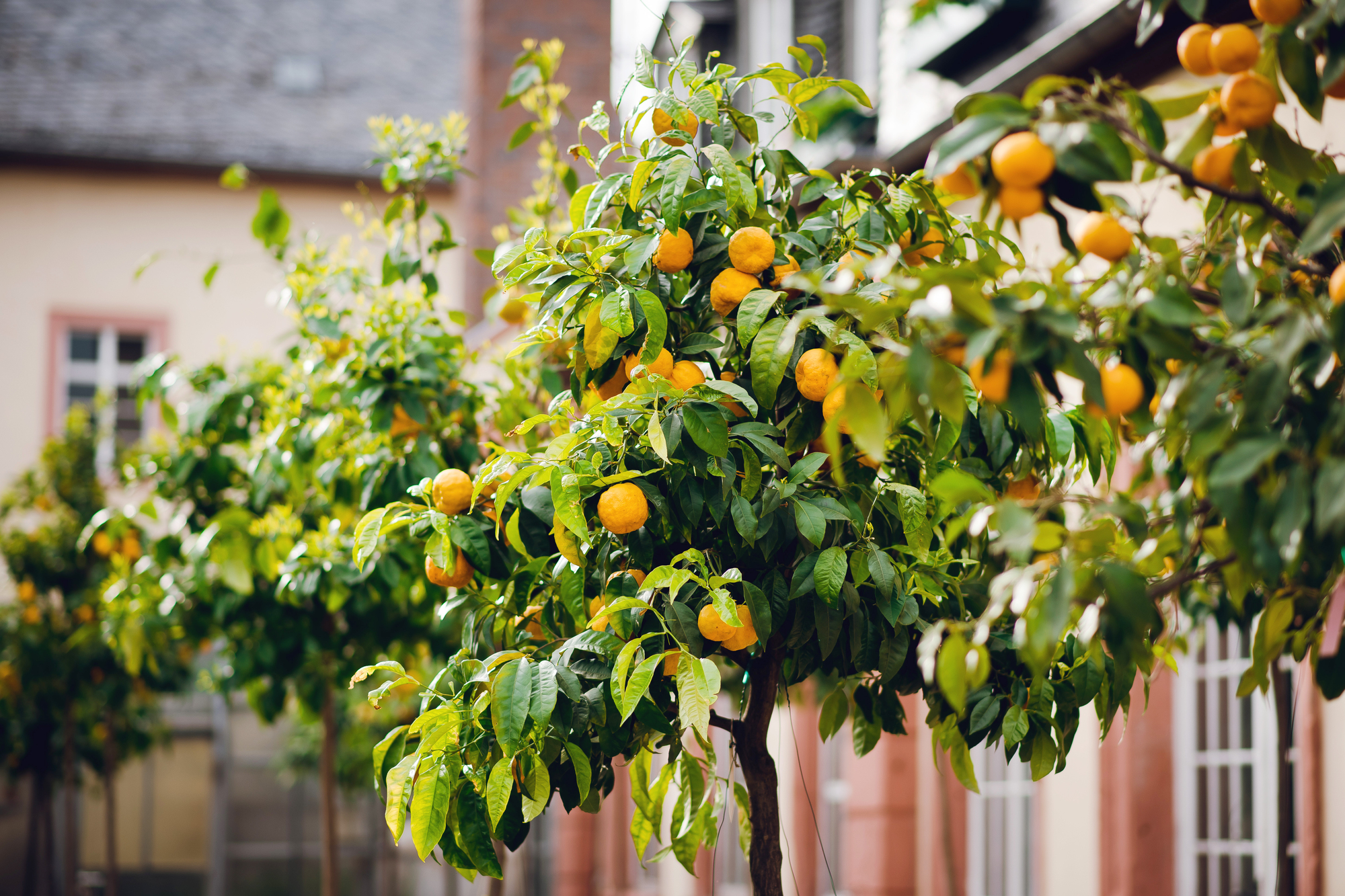 2025 garden trends