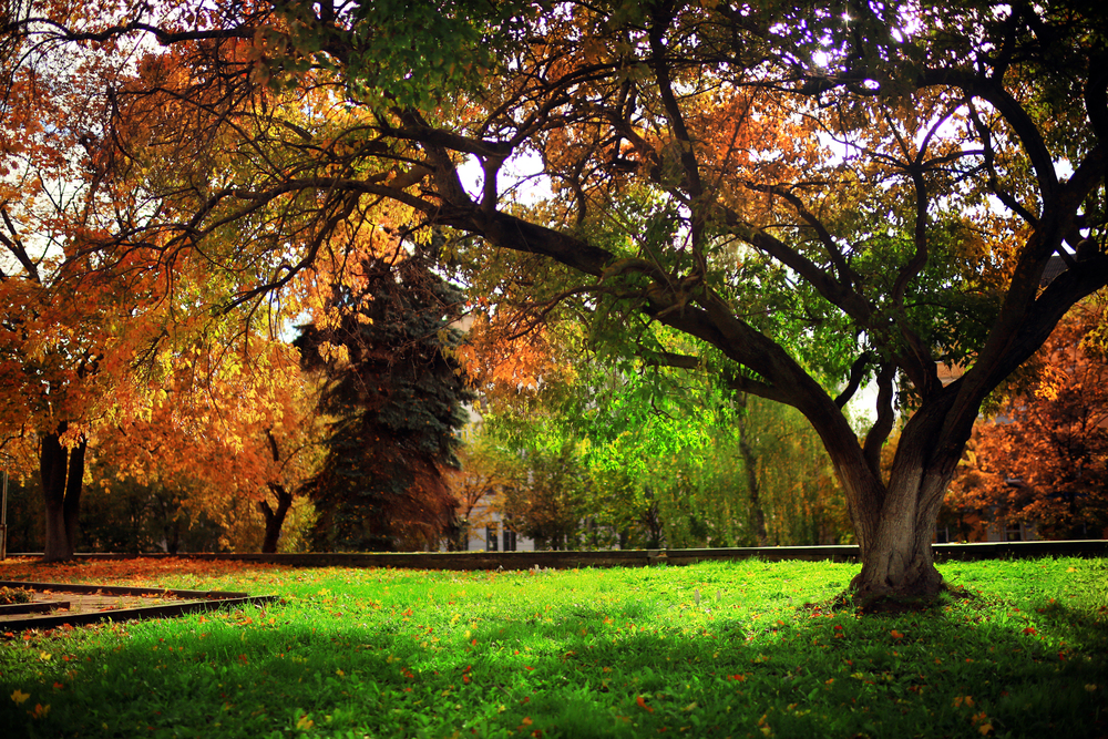 Fall landscaping ideas