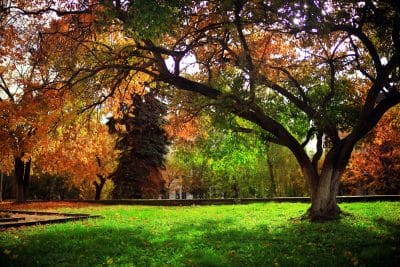 Transform-Your-Yard-This-Season